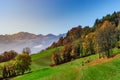 Brown rufous carroty cows on green grass pasturage, sunny autumn