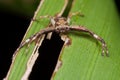 A brown running crab spider Royalty Free Stock Photo