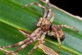 A brown running crab spider Royalty Free Stock Photo