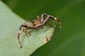 A brown running crab spider Royalty Free Stock Photo