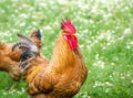 Brown rural rooster in a portrait view
