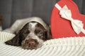 brown Russian spaniel puppy dog lying on couch with red heart gift box. Valentine day. Royalty Free Stock Photo