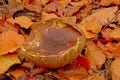 Brown russula mushroom on the forest floor, view from above