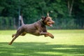 Brown and rust dobermann with natural ears and tail training for schutzhund, igp, ipo Royalty Free Stock Photo