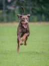 Brown and rust dobermann with natural ears and tail training for schutzhund, igp, ipo Royalty Free Stock Photo