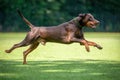 Brown dobermann with natural ears and tail training for schutzhund, igp, ipo Royalty Free Stock Photo