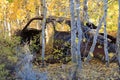 Brown rusted abandoned car frame in golden Aspen grove