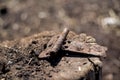 Brown rusty iron door hinge on the stump Royalty Free Stock Photo