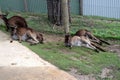 Brown\'s pademelon wallaby (Thylogale browni) resting in a zoo : (pix Sanjiv Shukla)