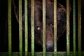 A brown sad bear in the aviary of Reserve Royalty Free Stock Photo