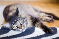 Brown Sad Cat Tabby Maine Coon Royalty Free Stock Photo