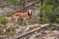 Brown saluki