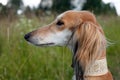 Brown saluki portrait