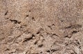 Brown sand granite wall with a holes and roughness in a sunny day .