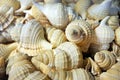 Brown Sanibel Shells collection for sale background