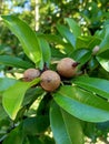 brown sapodilla in back house