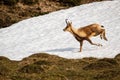 Brown sarri animal running in the Pyrenees with snow Royalty Free Stock Photo