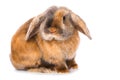 Brown satin rabbit on white Royalty Free Stock Photo