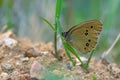 Satyridae butterfly Royalty Free Stock Photo