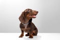 Chocolate dachshund or teckel purebred puppy, sitting and looking up. Pet full body front side view portrait photo image Royalty Free Stock Photo