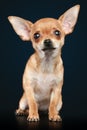 Brown scared chihuahua puppy Royalty Free Stock Photo