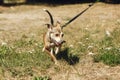 brown scared dog from shelter posing outside in sunny park, adoption concept