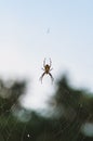 Brown scary spider predator insect on a light background in the wild