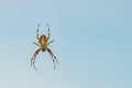 Brown scary spider predator insect on a light background in the wild