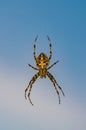 Brown scary spider predator insect on a light background in the wild