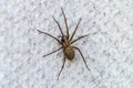 Brown scary spider predator insect on a light background in the wild