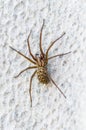 Brown scary spider predator insect on a light background in the wild