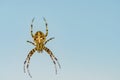 Brown scary spider predator insect on a light background in the wild