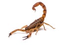 Very dangerowus big Scorpion