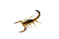 Brown Scorpion in front of a white background