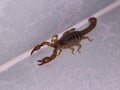 Brown scorpion inside a bathroom of a house, this species the sting is very painful, it needs an antidote,