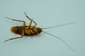 Brown scorpion lying on its back on a white background.