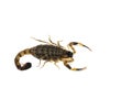 Brown Scorpion Poisonous animals isolated on the white background