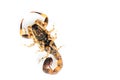 Brown Scorpion on top a white background