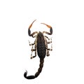 Brown Scorpion in white background.