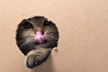 A brown Scottish fold kitten sits in a cardboard box and looks into a hole, the kitten licks its lips with its tongue and pokes Royalty Free Stock Photo