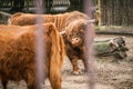 Brown scottish highland cow with big horns and long fur. Big bull on a farm Royalty Free Stock Photo