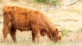 brown scottish highlander cow horns stands in the dry grass pasture during itself too cramped because of the hot summer in the Royalty Free Stock Photo