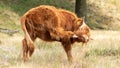 brown scottish highlander cow horns stands in the dry grass pasture during itself too cramped because of the hot summer in the Royalty Free Stock Photo