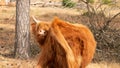 brown scottish highlander cow horns stands in the dry grass pasture during itself too cramped because of the hot summer in the Royalty Free Stock Photo