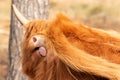 brown scottish highlander cow horns stands in the dry grass pasture during itself too cramped because of the hot summer in the Royalty Free Stock Photo