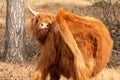 brown scottish highlander cow horns stands in the dry grass pasture during itself too cramped because of the hot summer in the Royalty Free Stock Photo