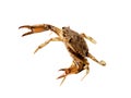 Dark brown crab with claws angle front view isolated