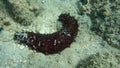 Brown sea cucumber Holothuria stellati on sea bottom, Aegean Sea, Greece.