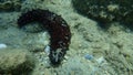 Brown sea cucumber Holothuria stellati on sea bottom, Aegean Sea, Greece.