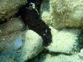 Brown sea cucumber Holothuria stellati on sea bottom, Aegean Sea, Greece.